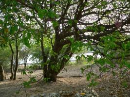 Дерево манцинелла