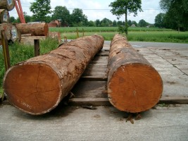 Древесина мербау