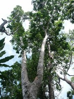 Дерево мербау