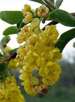 Цветение облепихи