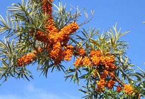 Плоды облепихи