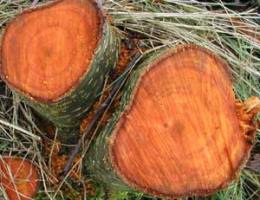 Дерево ольха