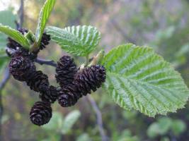 Дерево ольха