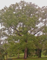 Дерево орех черный