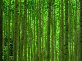 Дерево осина