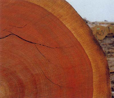 Изделия из падука