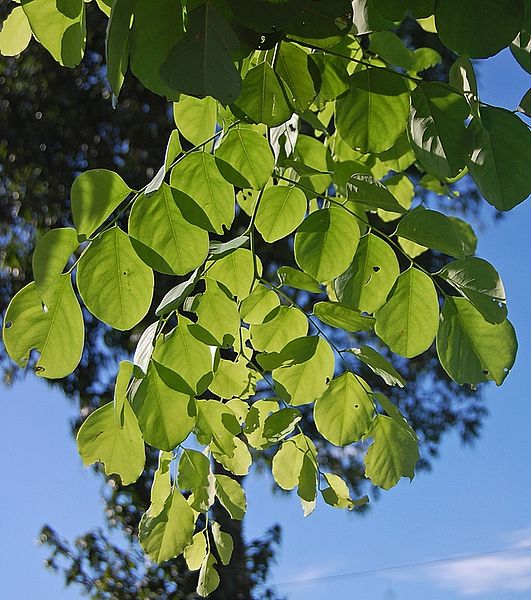 Дерево палисандр Дерево палисандр