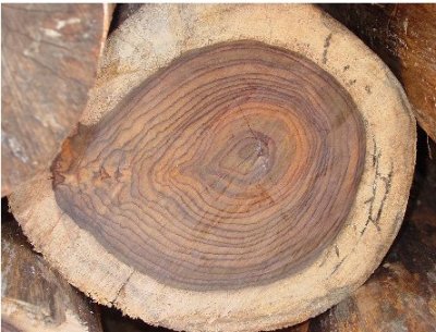 Древесина палисандр Древесина палисандр