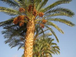 Дерево пальма