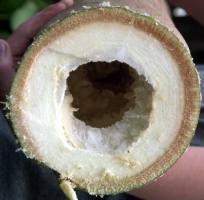 Древесина папайи