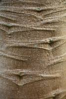 Древесина папайи