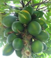 Дерево папайя