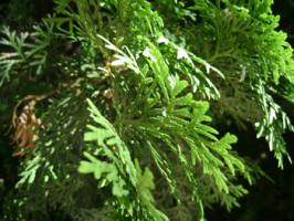 Дерево пихта