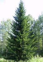 Дерево пихта