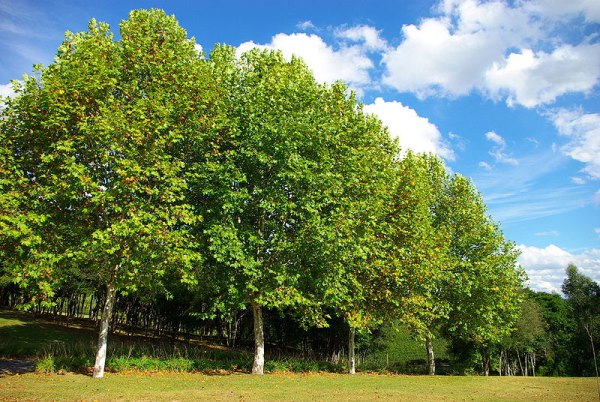 Дерево платан Дерево платан