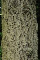 Древесина бархата амурского