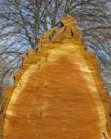 Древесина бархата амурского