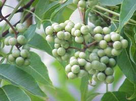 Дерево бархат амурский