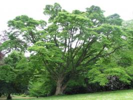 Дерево бархат амурский