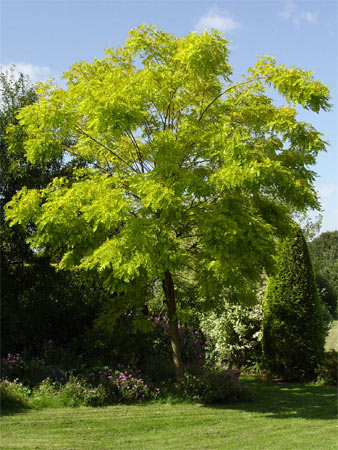 Дерево робиния Дерево робиния