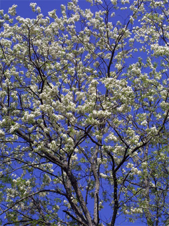 Дерево робиния Дерево робиния