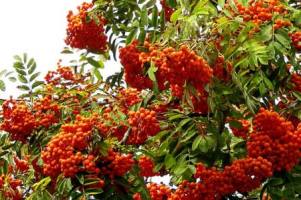 Дерево рябина