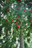 Дерево рябина