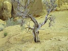 Дерево саксаул