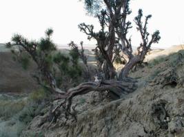 Дерево саксаул