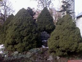 Дерево самшит Дерево самшит