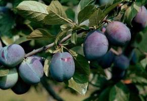 Дерево слива