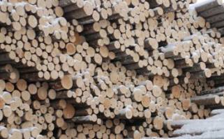 Дерево сосна