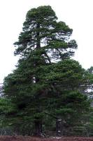 Дерево сосна