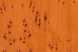 Древесина тиса