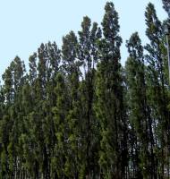 Дерево тополь Дерево тополь