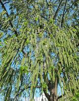 Дерево тополь Дерево тополь