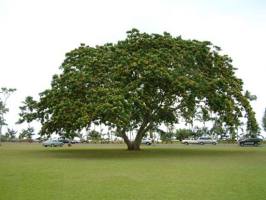 Дерево тунг