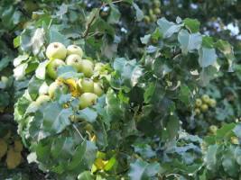 Дерево яблоня Дерево яблоня