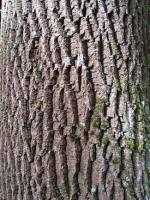 Дерево ясень Дерево ясень