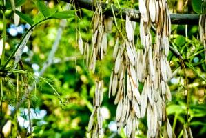 Дерево ясень Дерево ясень