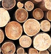 Породы деревьев